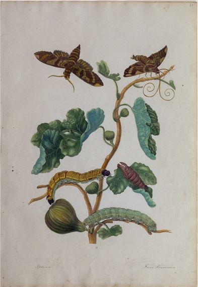 “Plate 33. The Fig Tree. Ficus americana” by Maria Sibylla Merian, early 16th century