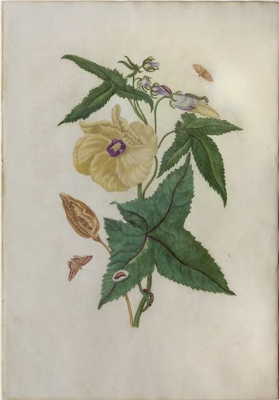 “Plate 42. The Hibiscus”. by Maria Sibylla Merian, early 18th century