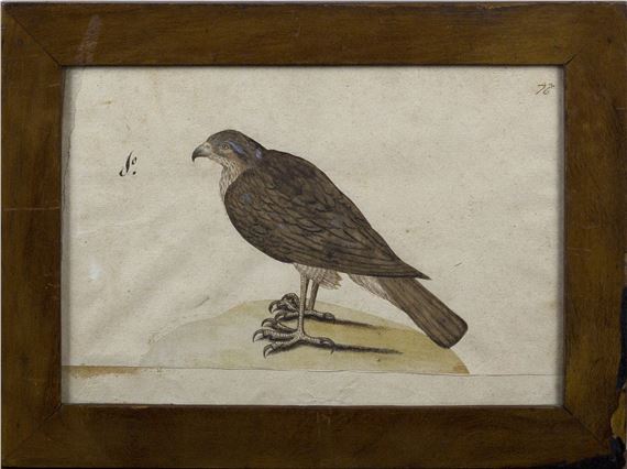 [Raptor]. by German School, 18th Century