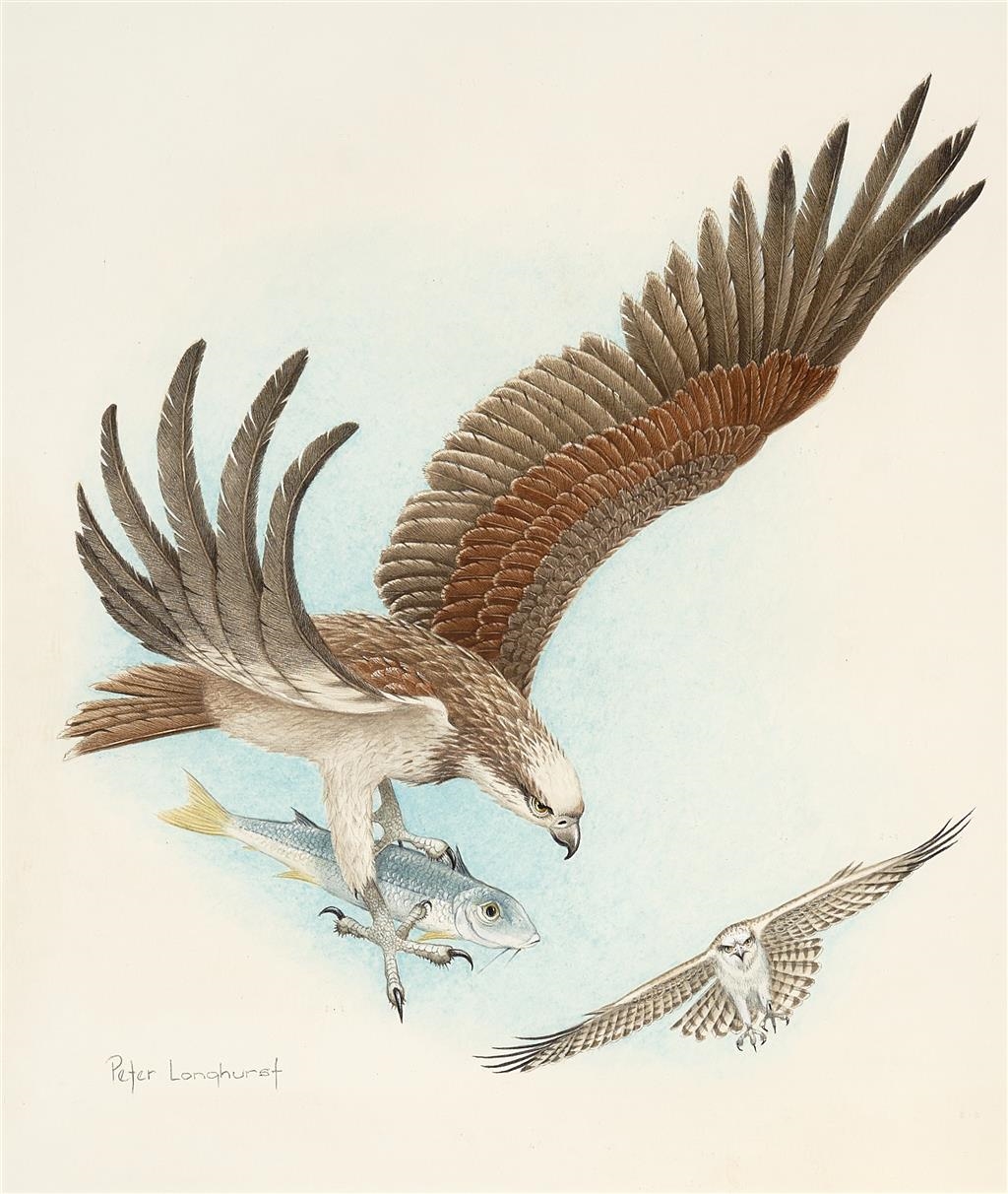 Peter Longhurst | Australian Eastern Osprey Hunting Fish | MutualArt