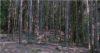 If the Forests Could Talk, They Would Dry Up with Sadness - +MSUM - Museum of Contemporary Art Metelkova