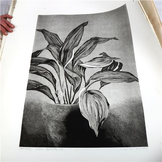 Botanical studies by Mati Basis