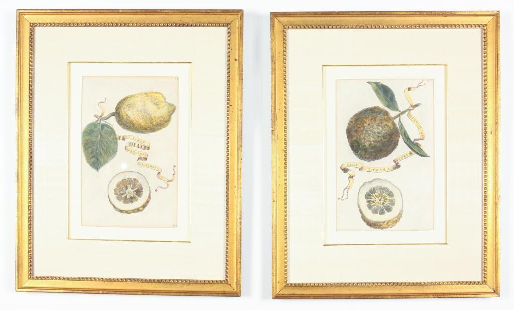 Artwork by Giovanni Battista Ferrari, Cornelius Bloemaert II, LEMON AND LIME, Made of Hand colored engravings on laid paper (2)