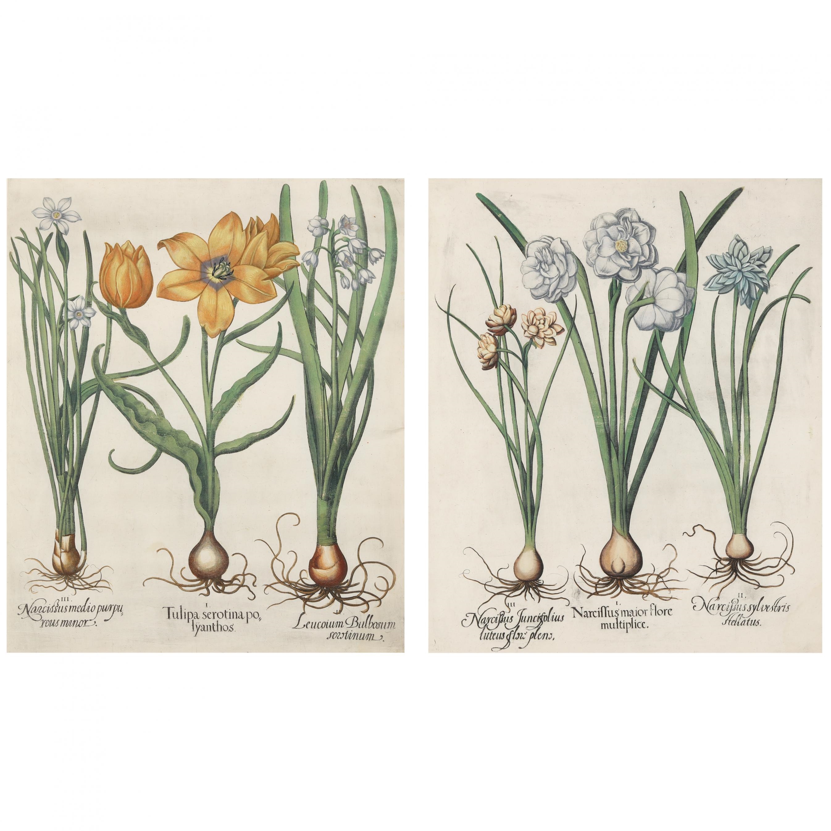 Two Botanical Illustrations from Hortus Eystettensis by Basilius Besler, 17th century