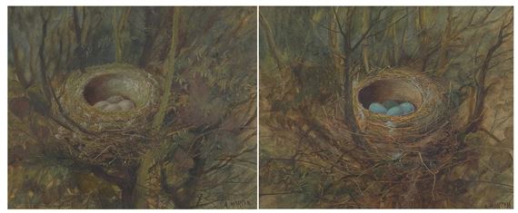 Birds nest - A. Morton