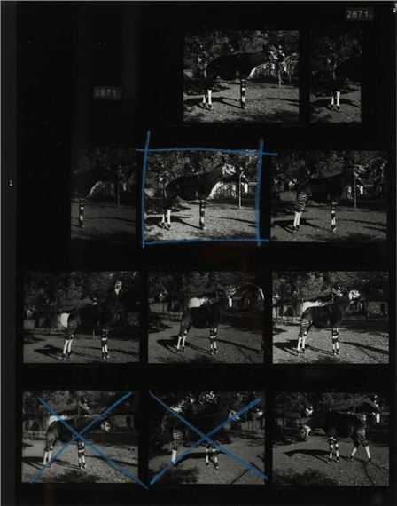 The Gold-toned Okapi / Test by Simon Starling, 2006