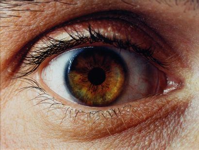 Untitled by Koen Vanmechelen, 2001