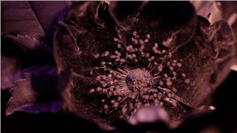 Alana Bartol and Bryce Krynski: All Roses Sleep (Inviolate Light) - Art Gallery of Alberta