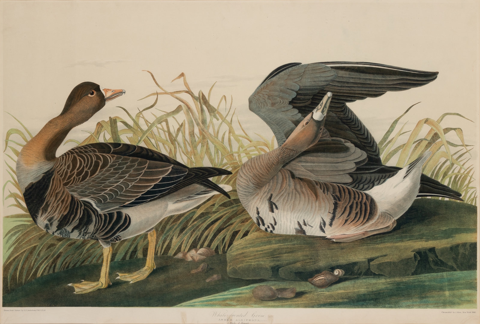 Artwork by John James Audubon, Anser albifrons, Made of Chromolithograph