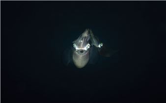 Midnight encounter - Csaba Tökölyi