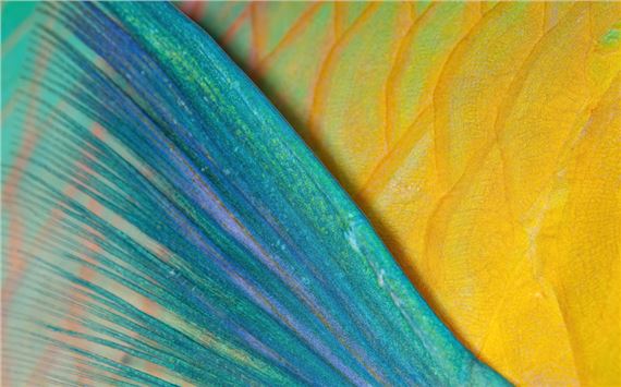 Yellow and blue by Csaba Tökölyi