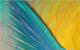 Yellow and blue - Csaba Tökölyi