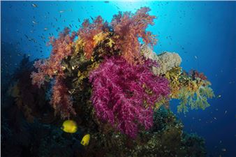 Reef scene - Csaba Tökölyi