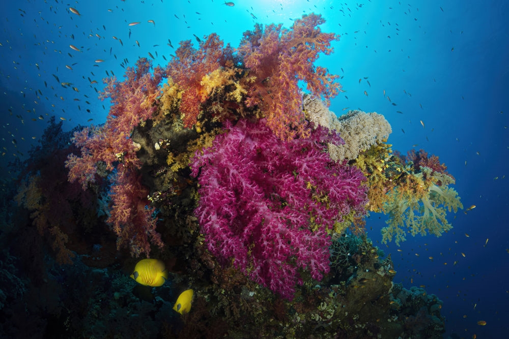 Artwork by Csaba Tökölyi, Reef scene, Made of digital photograph