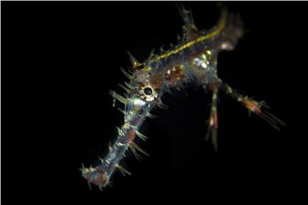 Juvenile ghost pipefish - Csaba Tökölyi