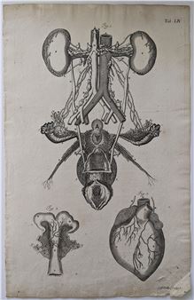 Scarce Original Medical Print J. G. Seiller Sculpsit, 18th C. - Johann Georg Seiller