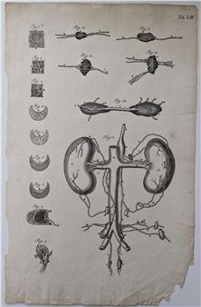 Scarce Original Medical Print J. G. Seiller Sculpsit, 18th C. - Johann Georg Seiller
