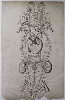 Scarce Original Medical Print J. G. Seiller Sculpsit, 18th C. - Johann Georg Seiller