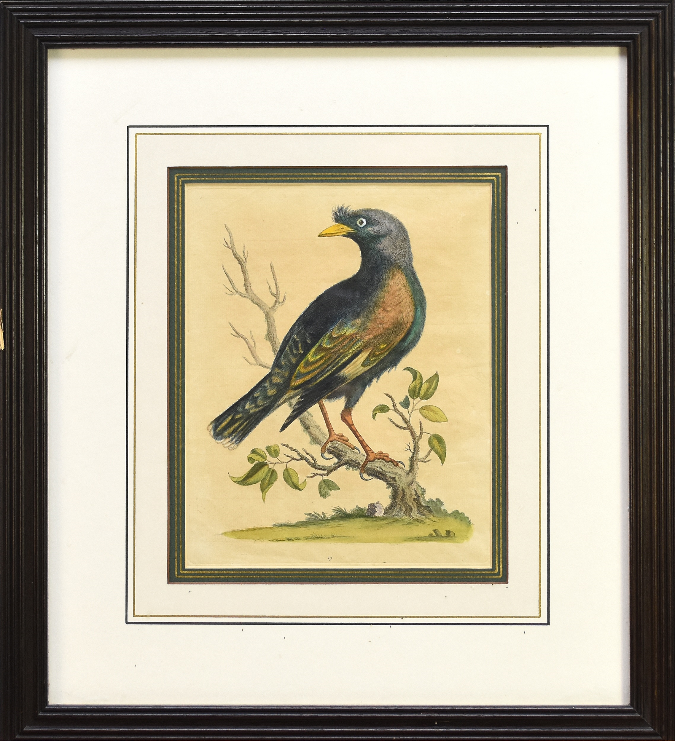 George Edwards | Four Hand Coloured Bird Prints | MutualArt