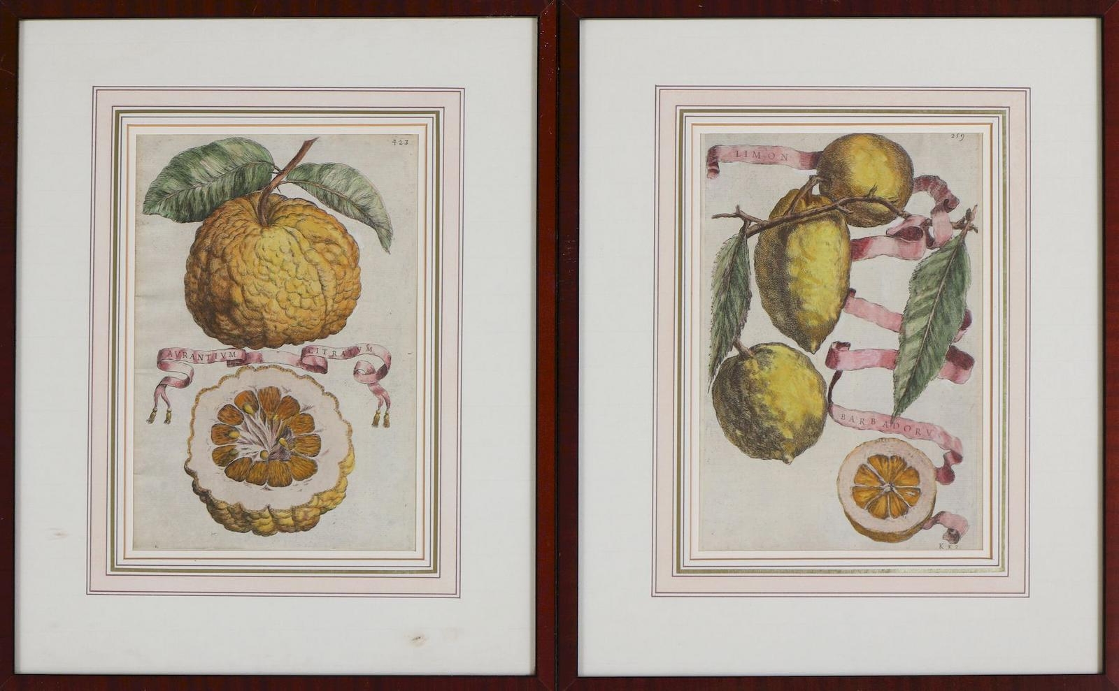 'Aurantium citratum'; Limon Barbadorus by Giovanni Battista Ferrari