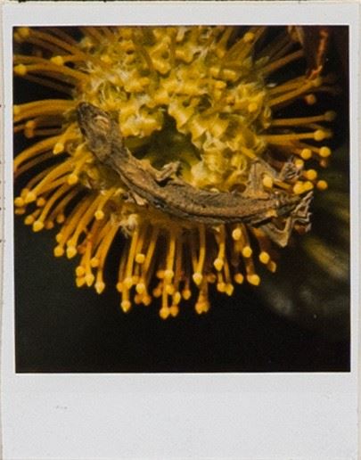 Flower, Yamorinski, Bondage by Nobuyoshi Araki, 2006