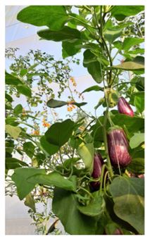 André Dimanche - Galerie du Tableau