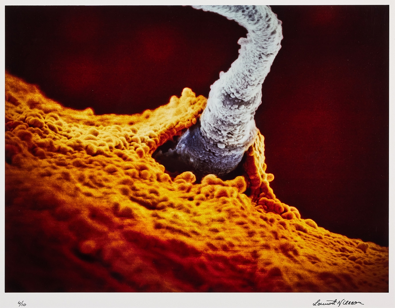 Artwork by Lennart Nilsson, Sperm penetrates the egg cell, Made of cibachrome