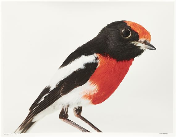 Redmond Red-Capped Robin by Leila Jeffreys, 2015