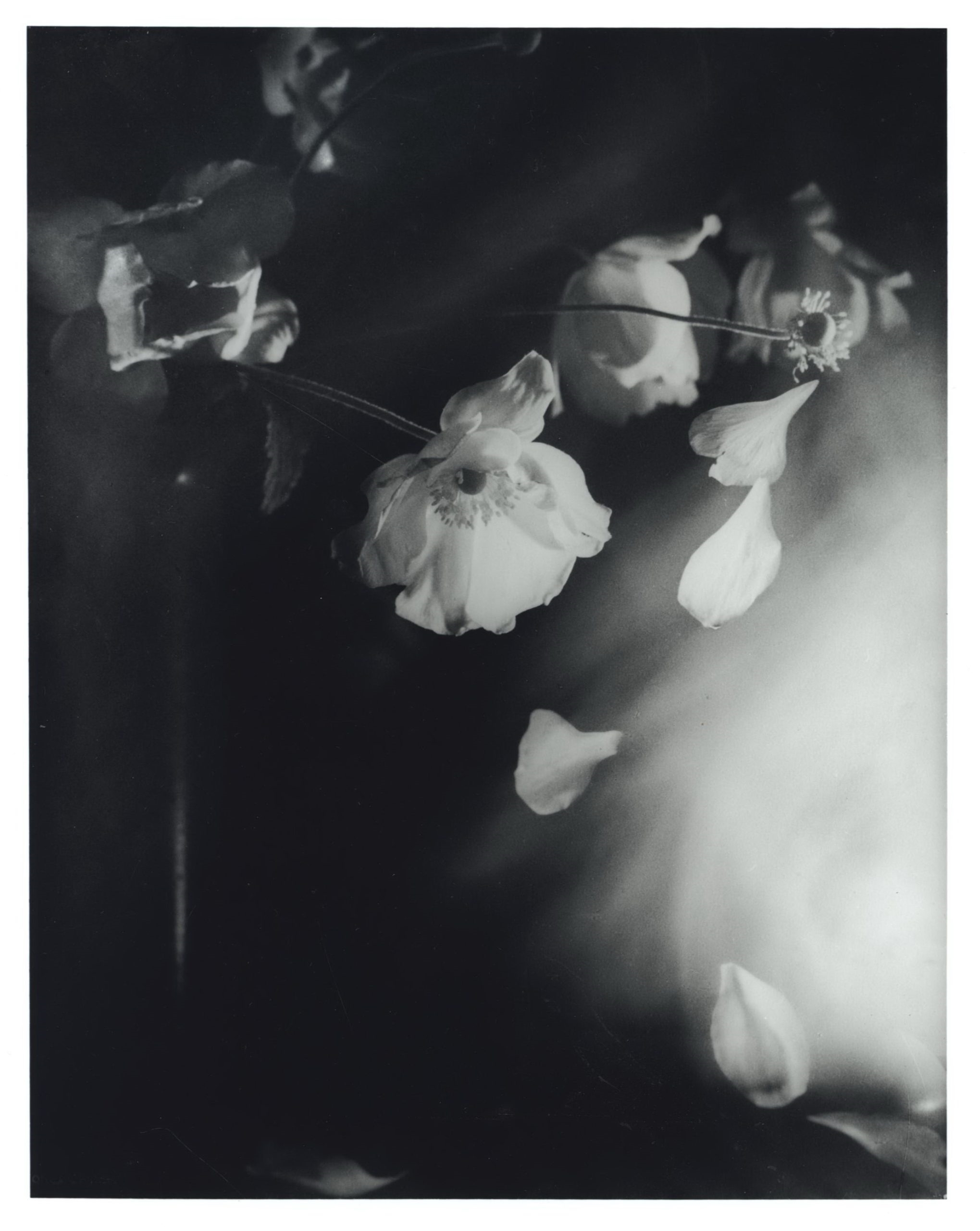 Windflowers by Olive Cotton, 1939