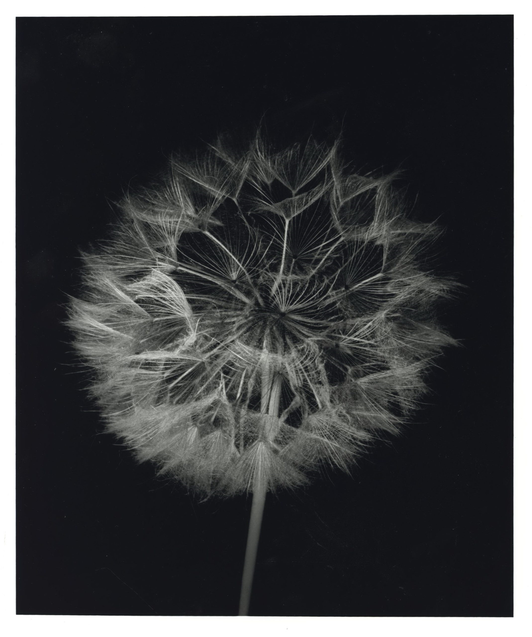 Seed Head by Olive Cotton, 1990