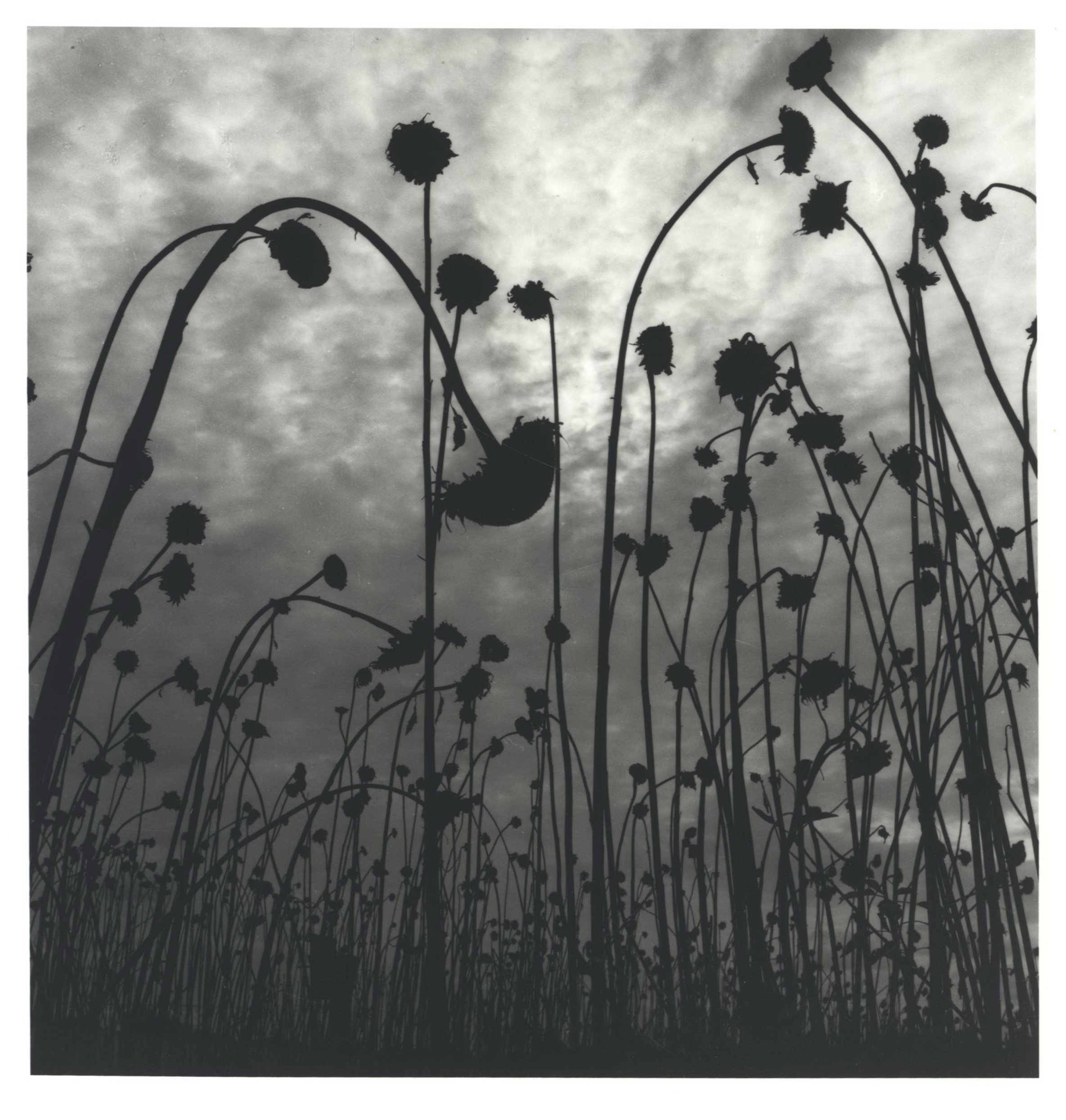 Dead Sunflowers by Olive Cotton, 1984