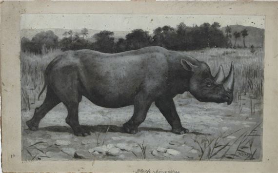 Black Rhino by Harry Dixon