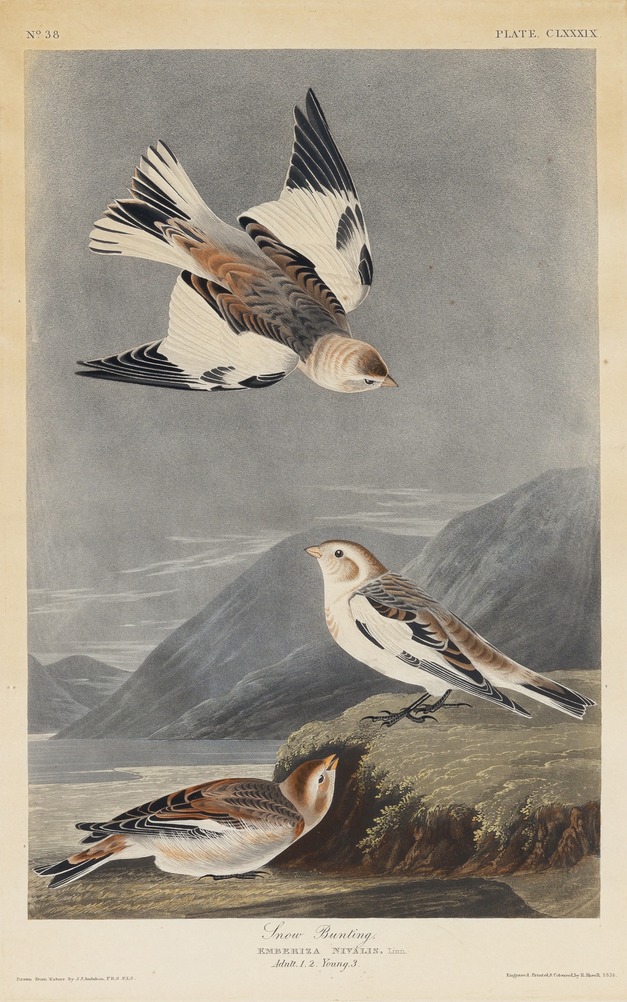 The Birds of America by John James Audubon, 1834