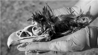 Fragile Earth: Extinction - Gippsland Art Gallery