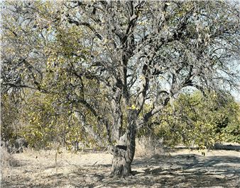 Mark Ruwedel: Inland — Haunted by the Desert - Large Glass