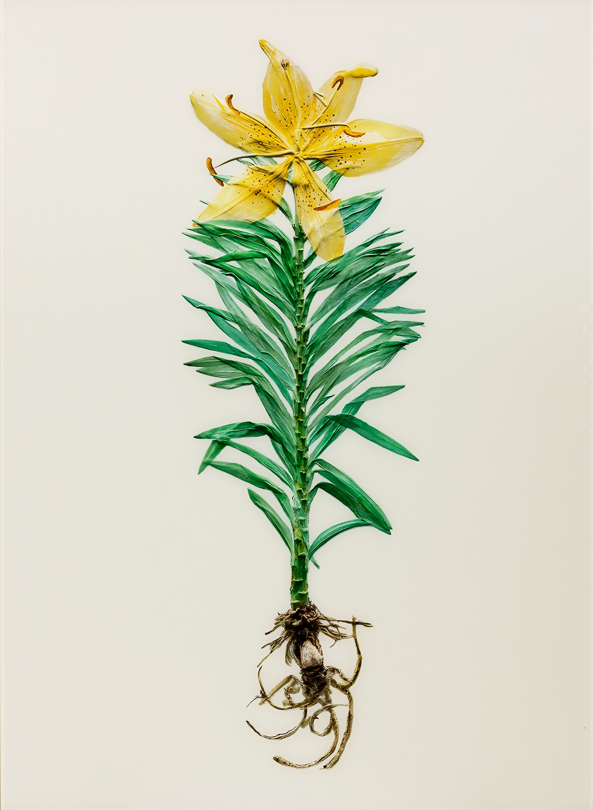 Artwork by Koo Sung Soo, Photogenic Drawing - Yellow Lilium Iancifolium, Made of c-print, diasec