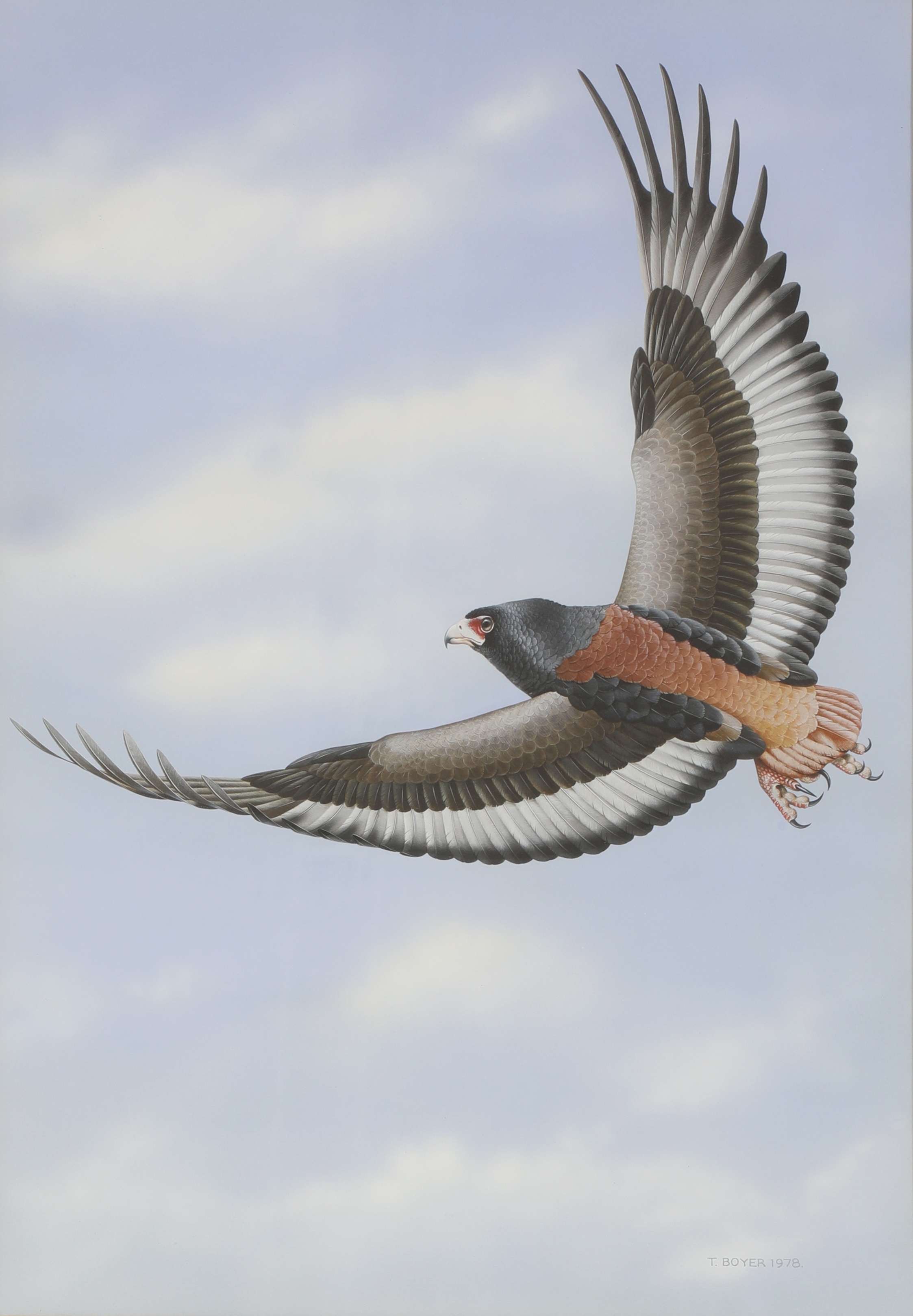 Harpy Eagle Flying  Harpij, Huisdier vogel, Adelaar