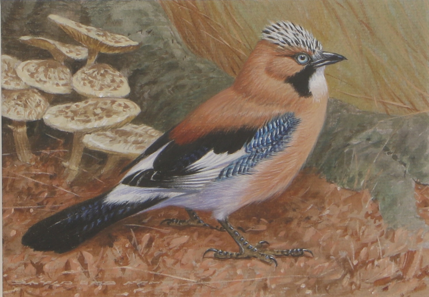David Ord Kerr | A jay with mushrooms | MutualArt