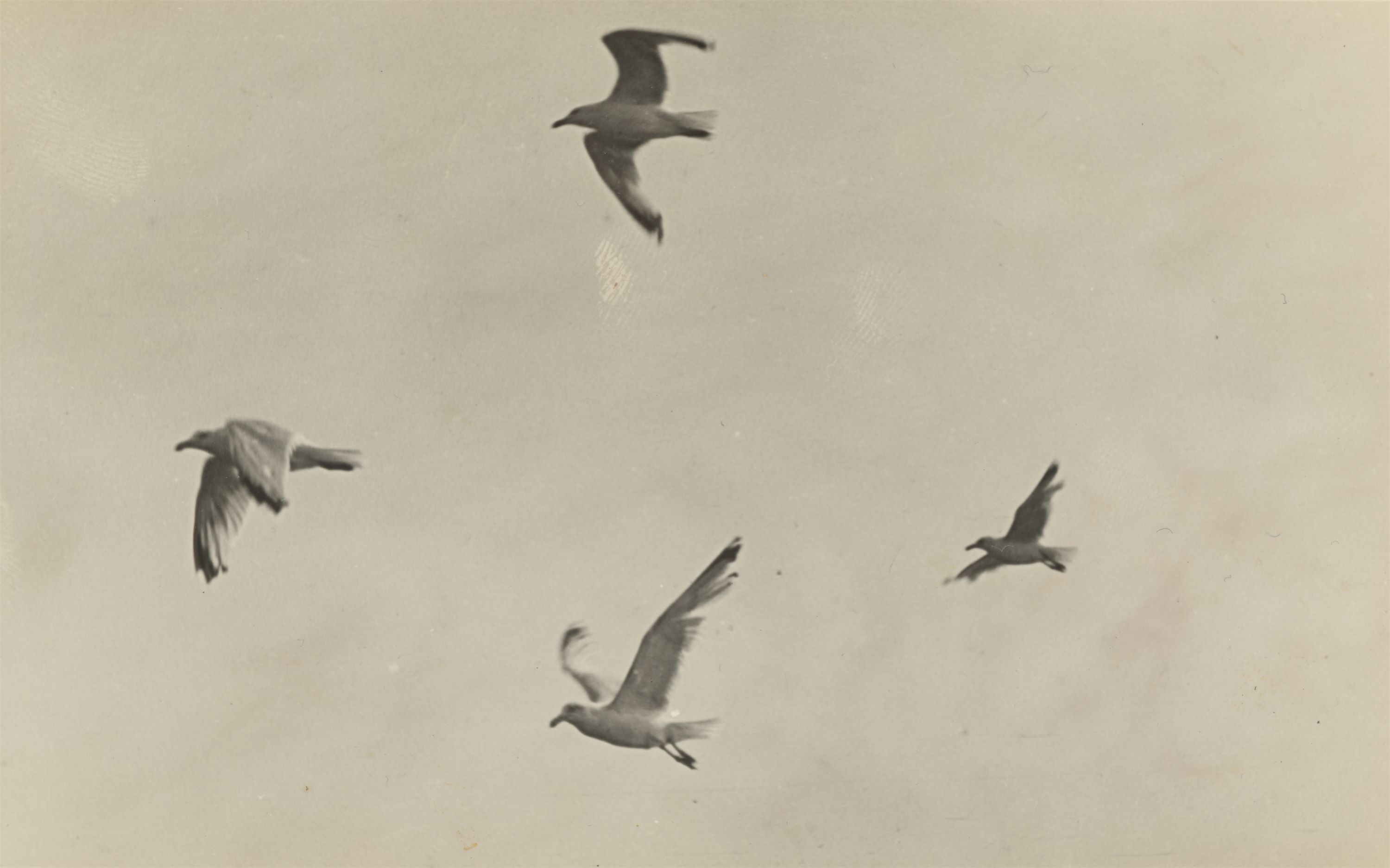 Unknown | Möwen im Flug (Seagulls in flight). (1930s) | MutualArt