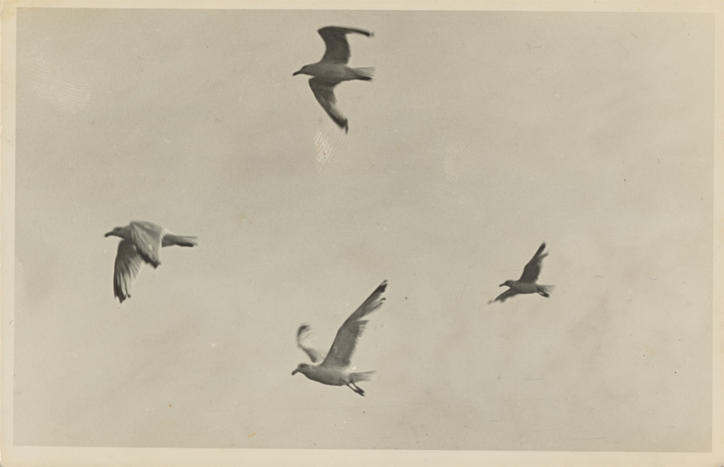 Unknown | Möwen im Flug (Seagulls in flight). (1930s) | MutualArt