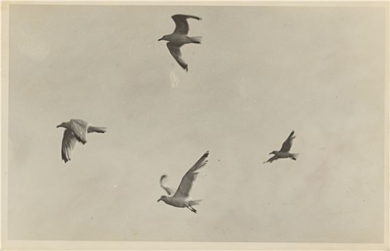 Unknown | Möwen im Flug (Seagulls in flight). (1930s) | MutualArt