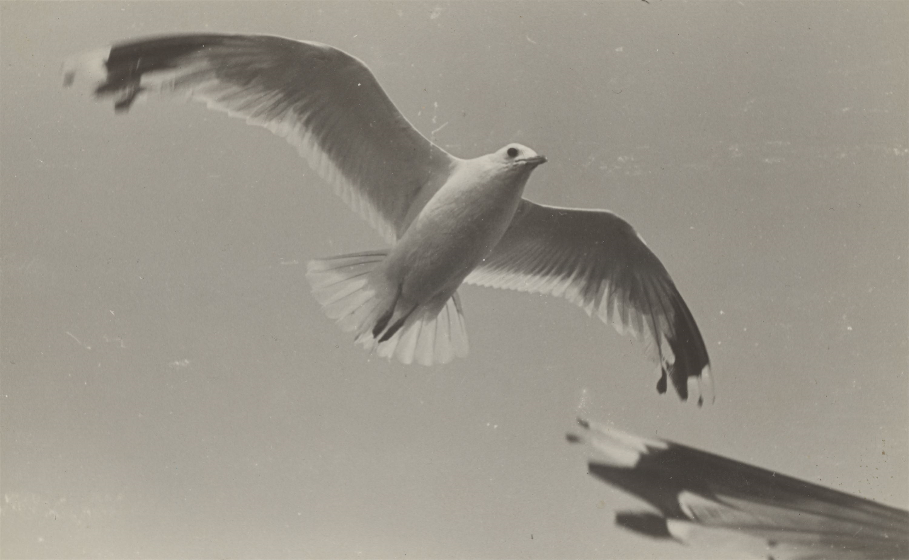 Unknown | Möwe im Flug (Seagull in flight). (1930s) | MutualArt