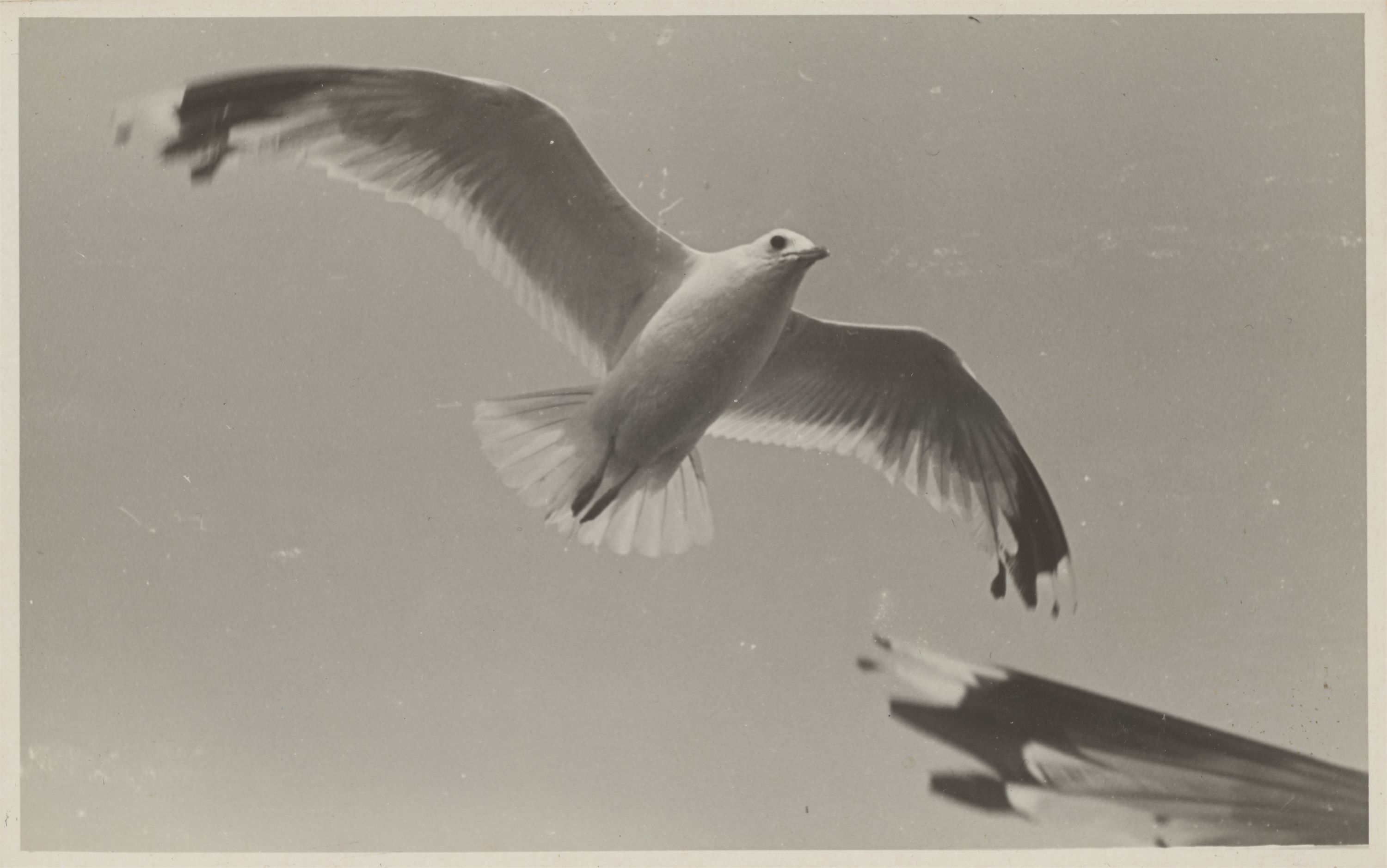 Unknown | Möwe im Flug (Seagull in flight). (1930s) | MutualArt