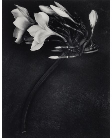 Orchid by Albert Watson, 1988