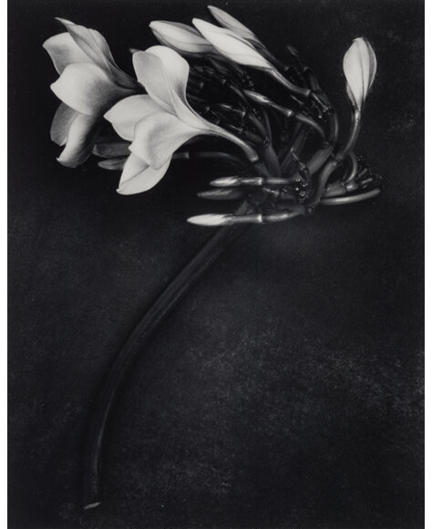 Artwork by Albert Watson, Orchid, Made of Gelatin silver print