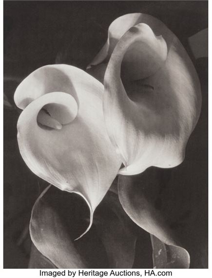 Two Callas by Imogen Cunningham, circa 1925