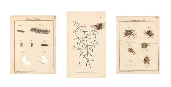 Butterfly by Kris Martin, 2010