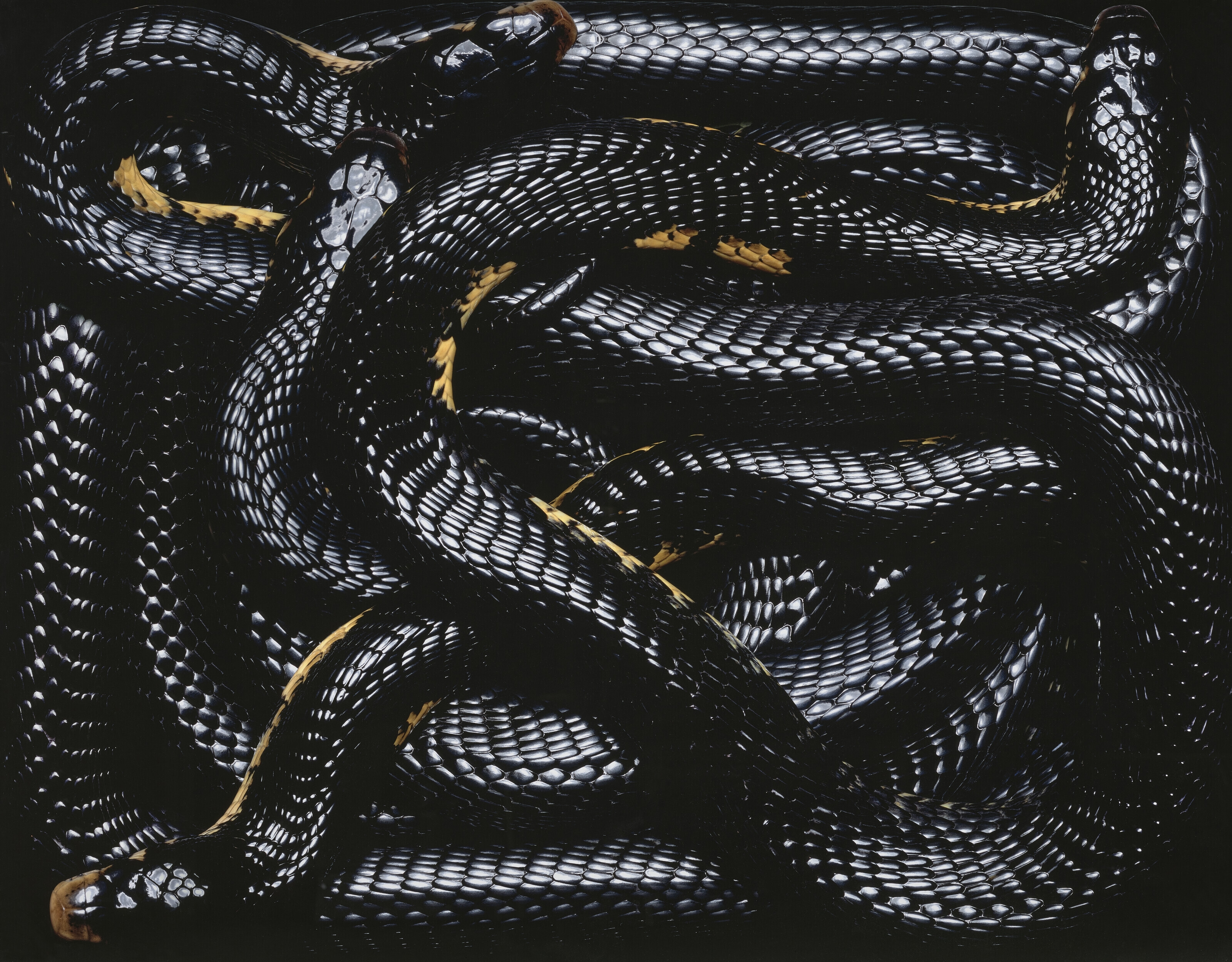 Мс змея. Гвидо Мокафико змеиная коллекция. Змеи Гвидо Мокафико. Клубок змей. Черная змея.
