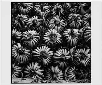 Bananen der Plantage in Acapulco, Ecuador - Paul Almasy