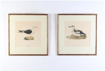 Sjöfåglas - Wright Brothers